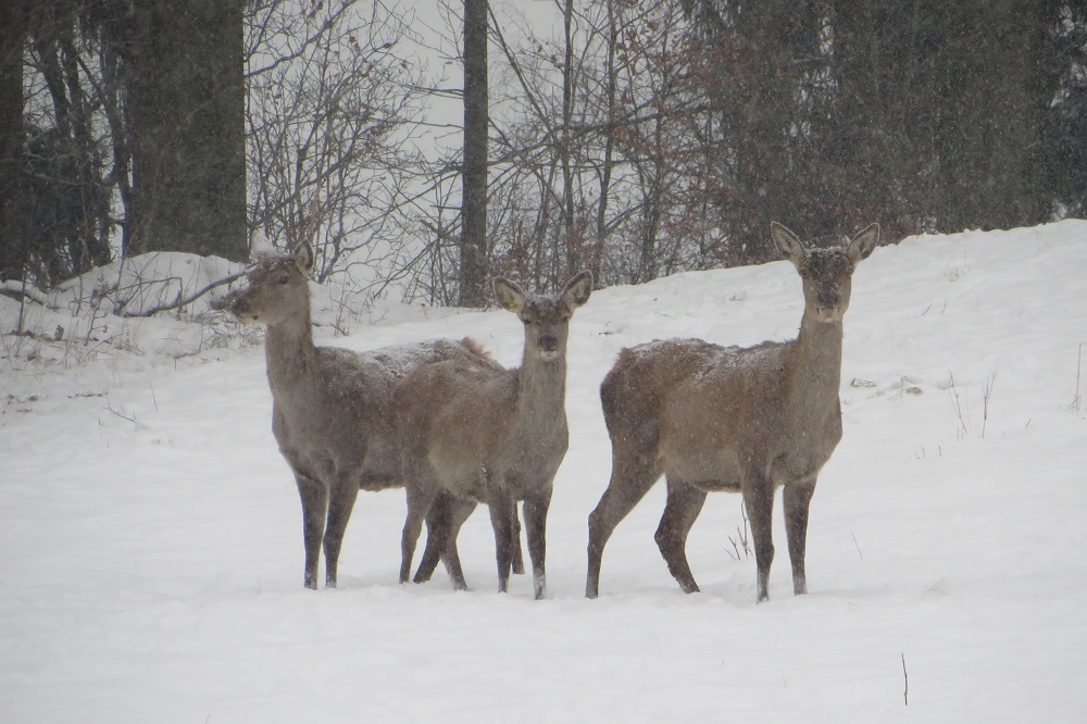 Bild "Rotwildzucht:KaelberimSchnee.jpg"