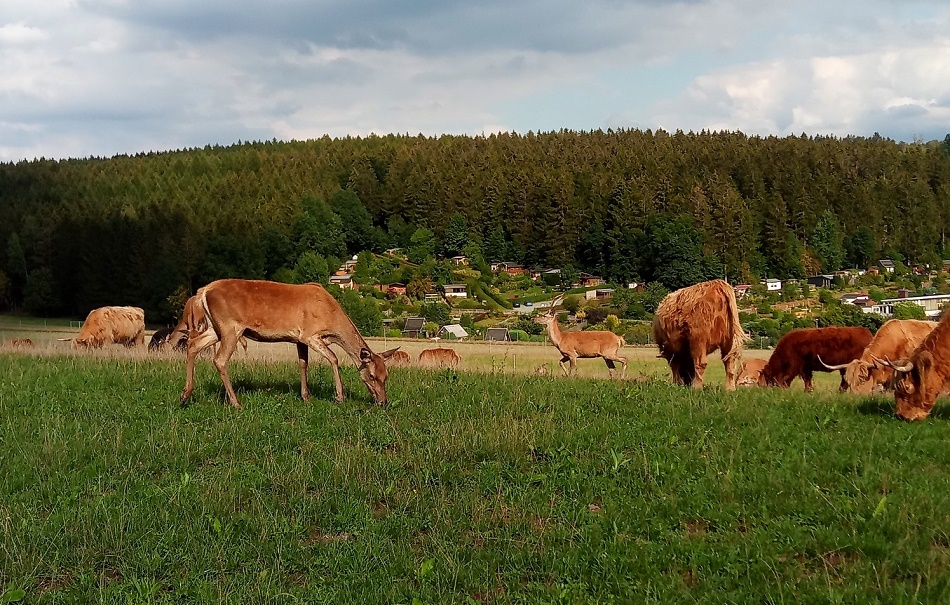 Bild "Willkommen:Gemischte_Tiere.jpg"